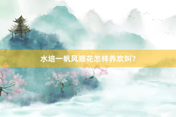 水培一帆风顺花怎样养欢叫？